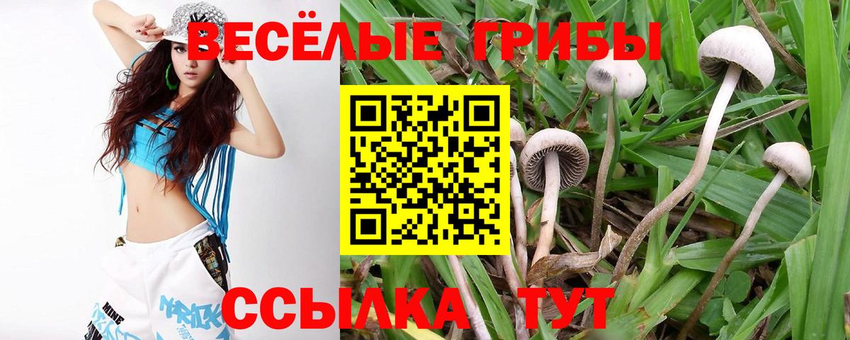 Майкоп  Галлюциногенные грибы прущие грибы  Вход с VPN 